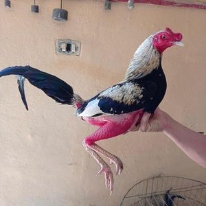 Meet your Posher, Adrian